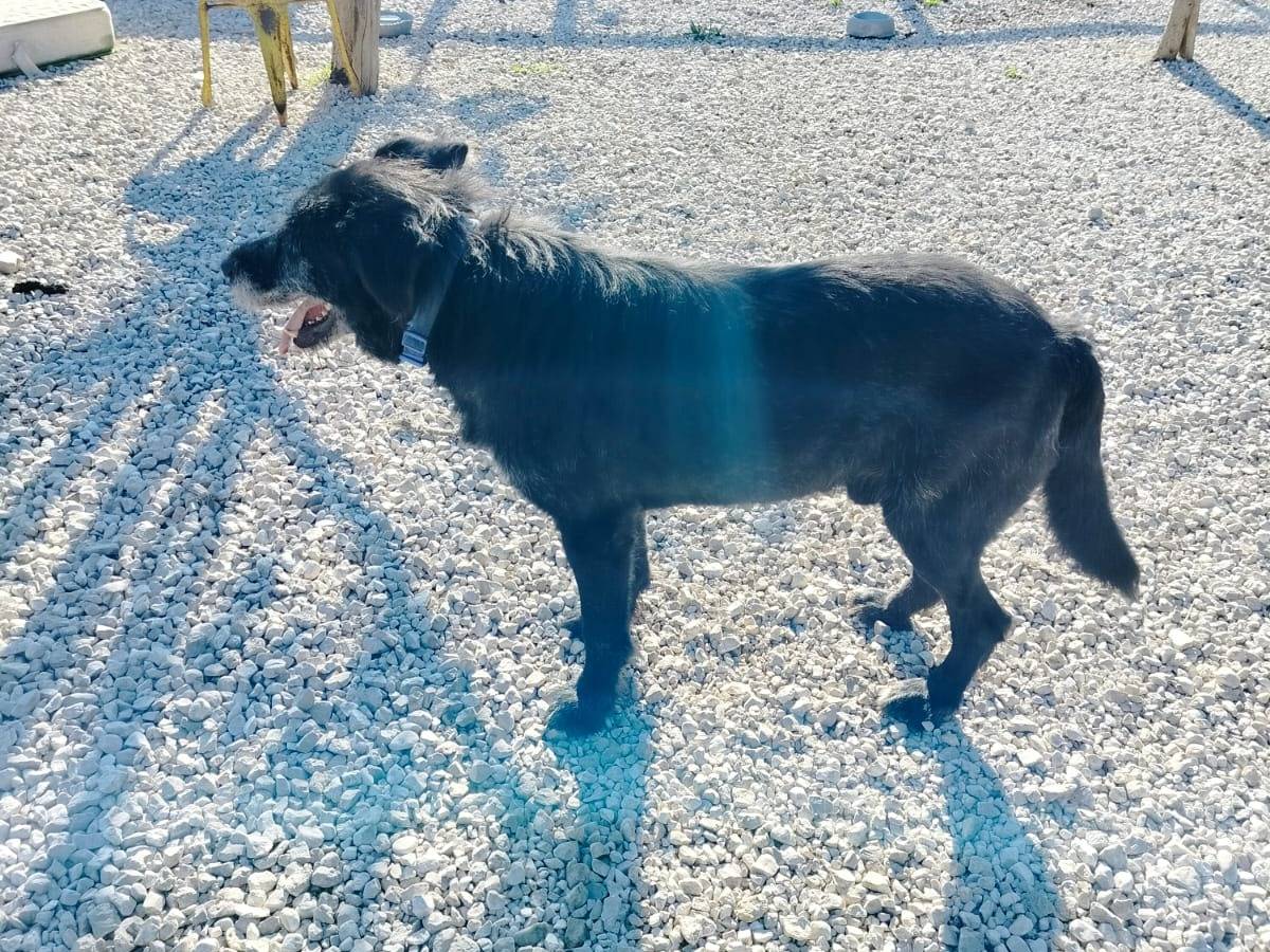 Adotta un cane, maschio, 8 anni  e 5 mesi , Salerno