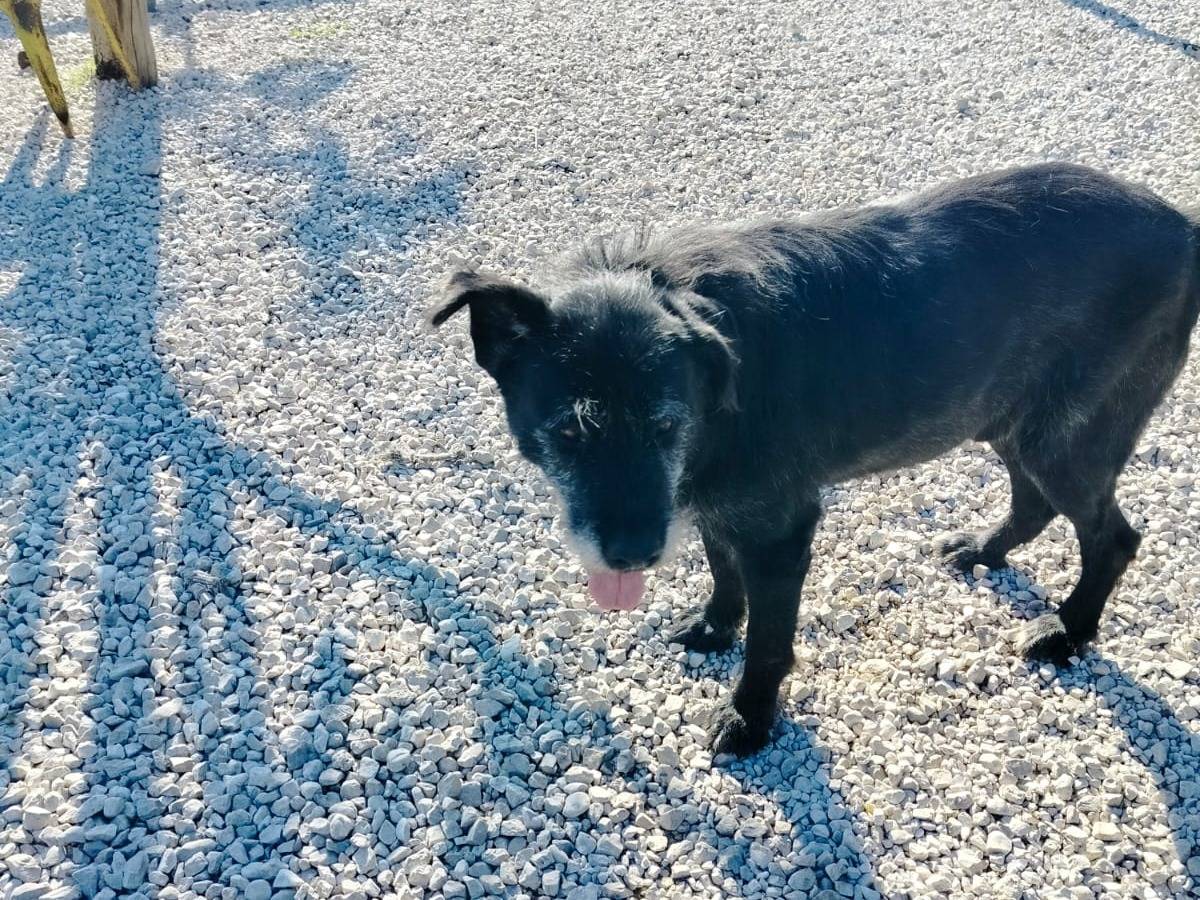 Adotta un cane, taglia grande, maschio, Salerno