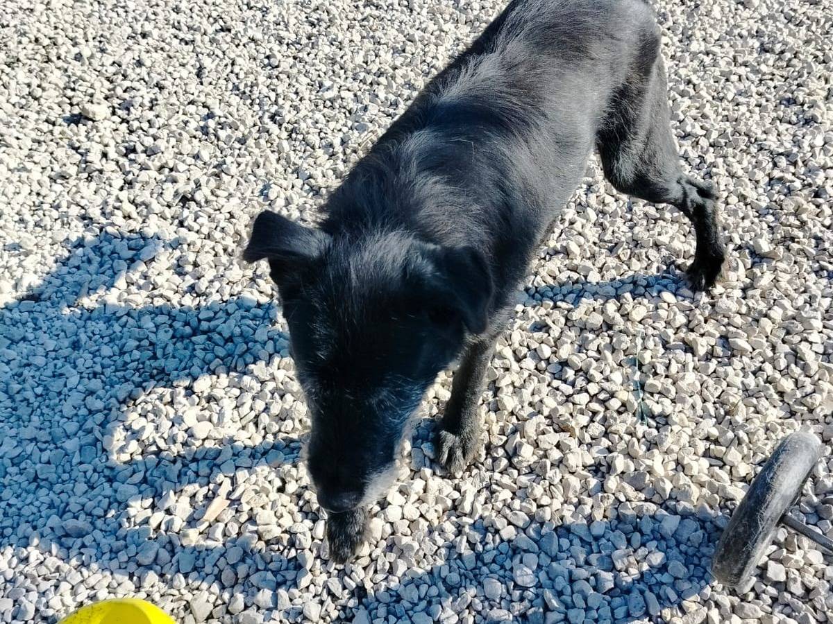 Adotta il cane Falcor a Salerno