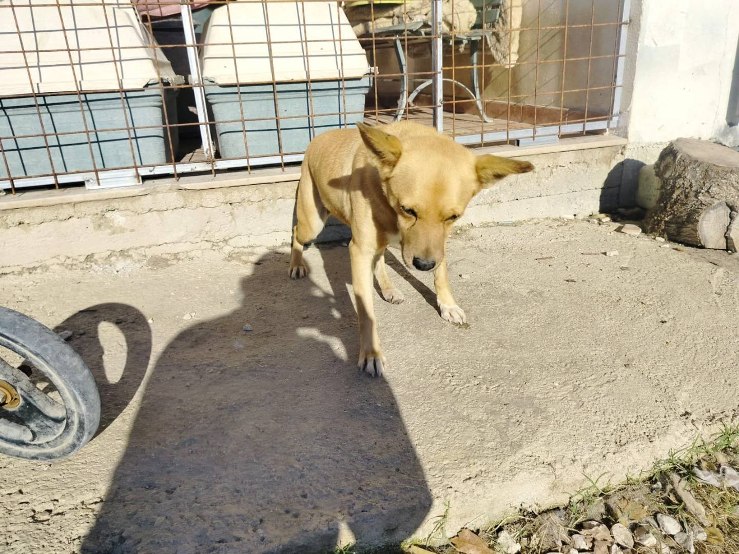 Adotta un cane, taglia media contenuta, femmina, Salerno