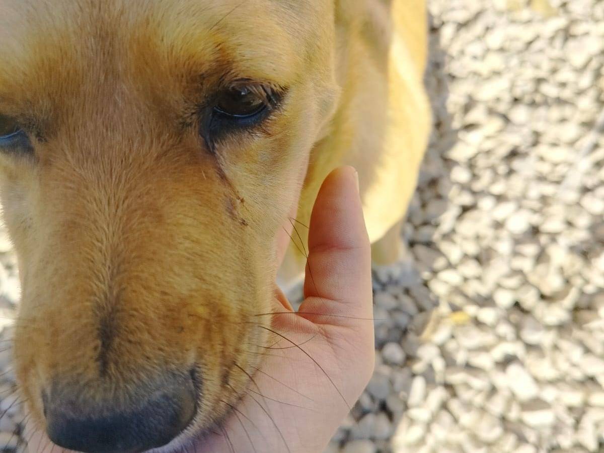 Vuoi adottare un cane a Salerno?