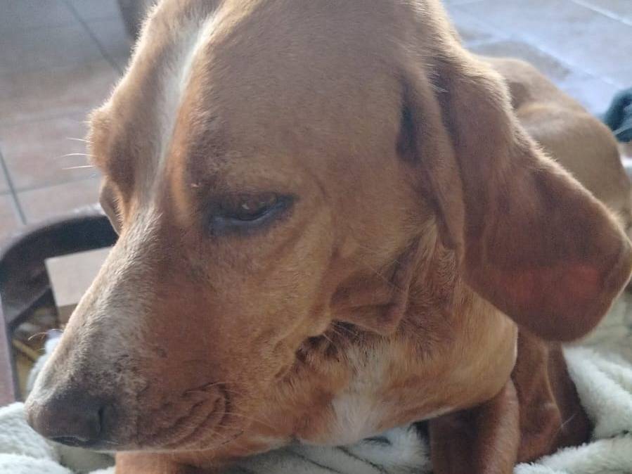 Foto 3 dell'animale