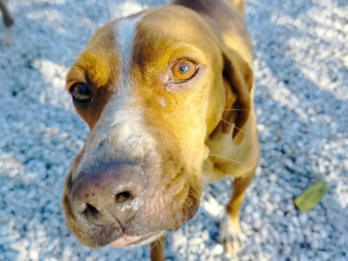 Vuoi adottare un cane a Salerno?