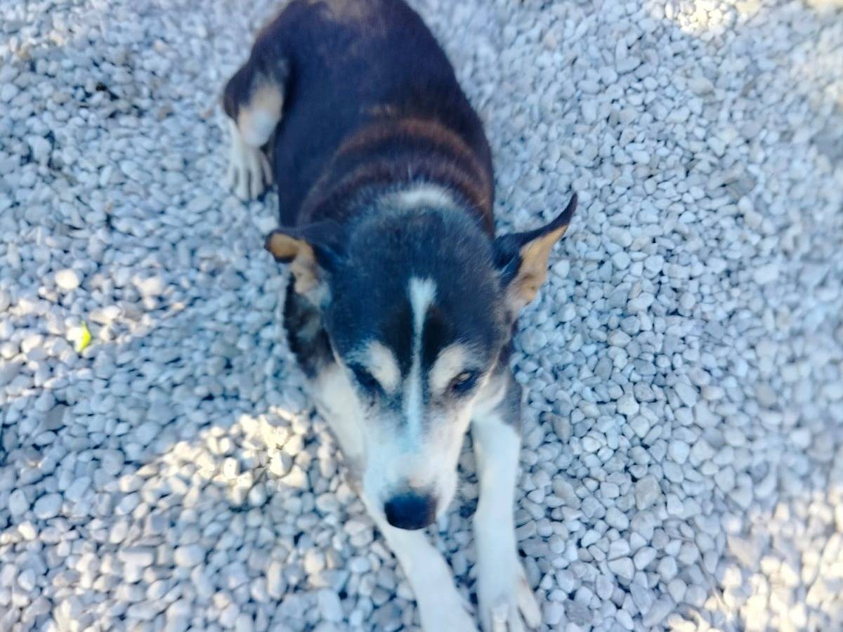 Adotta un cane, maschio, 9 anni  e 1 mese, Salerno