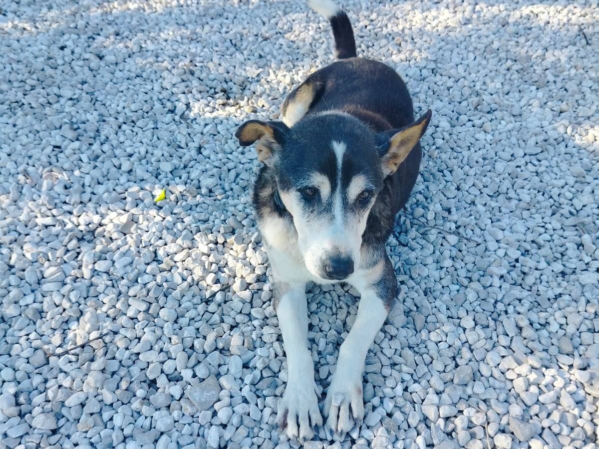 Adotta un cane, taglia media contenuta, maschio, Salerno