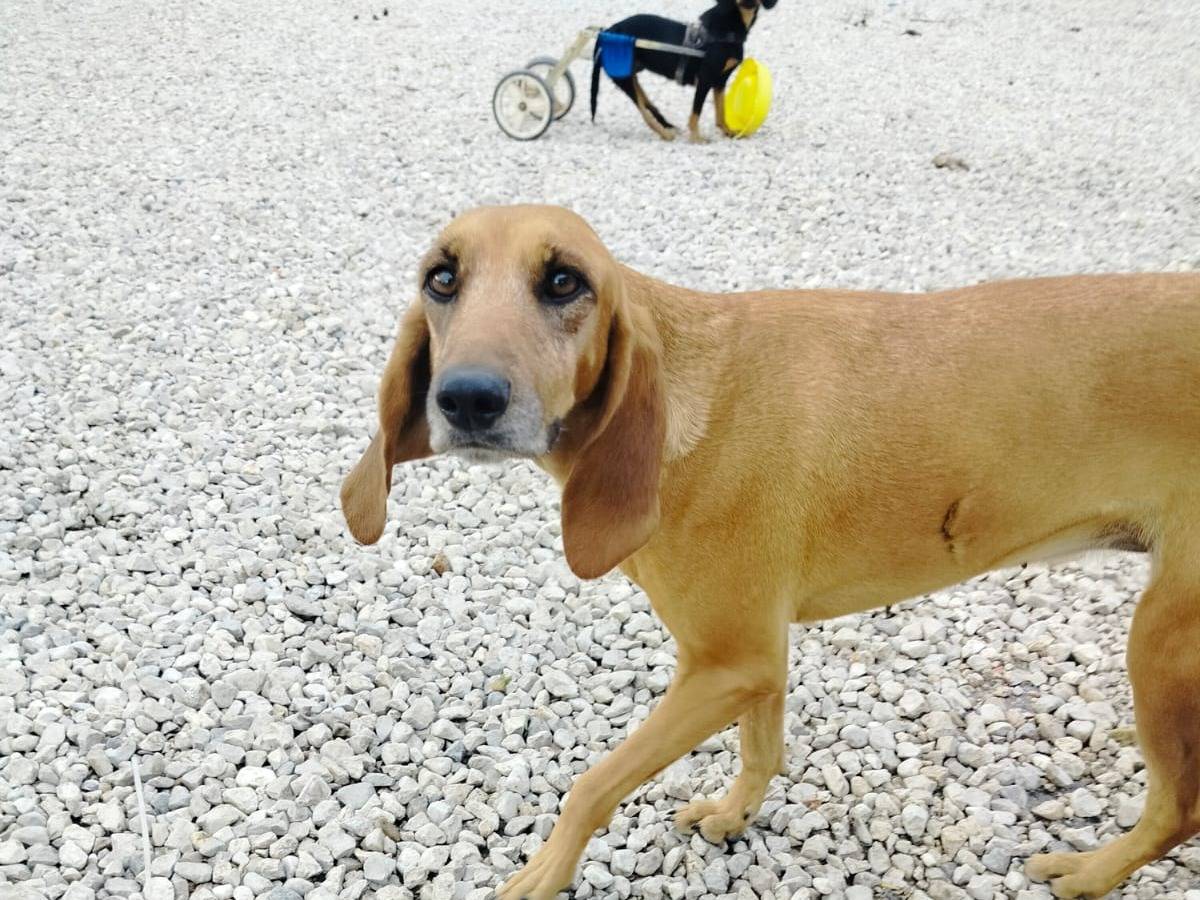 Adotta un cane, femmina, 3 anni  e 3 mesi , Salerno
