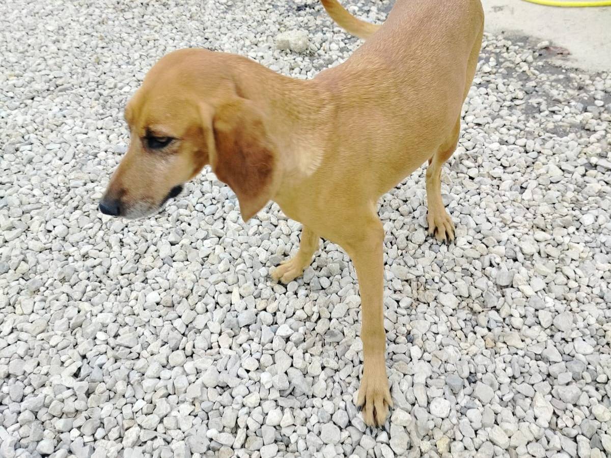 Vuoi adottare un cane a Salerno?