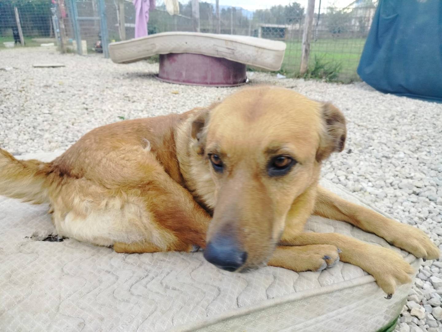 Foto dell'animale
