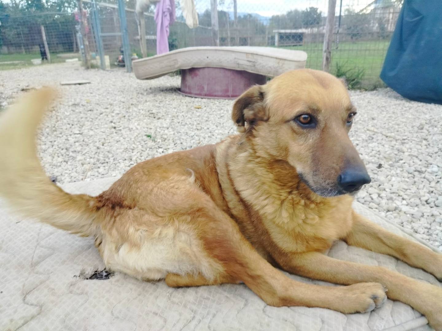 Adotta un cane, maschio, 6 anni  e 1 mese, Salerno