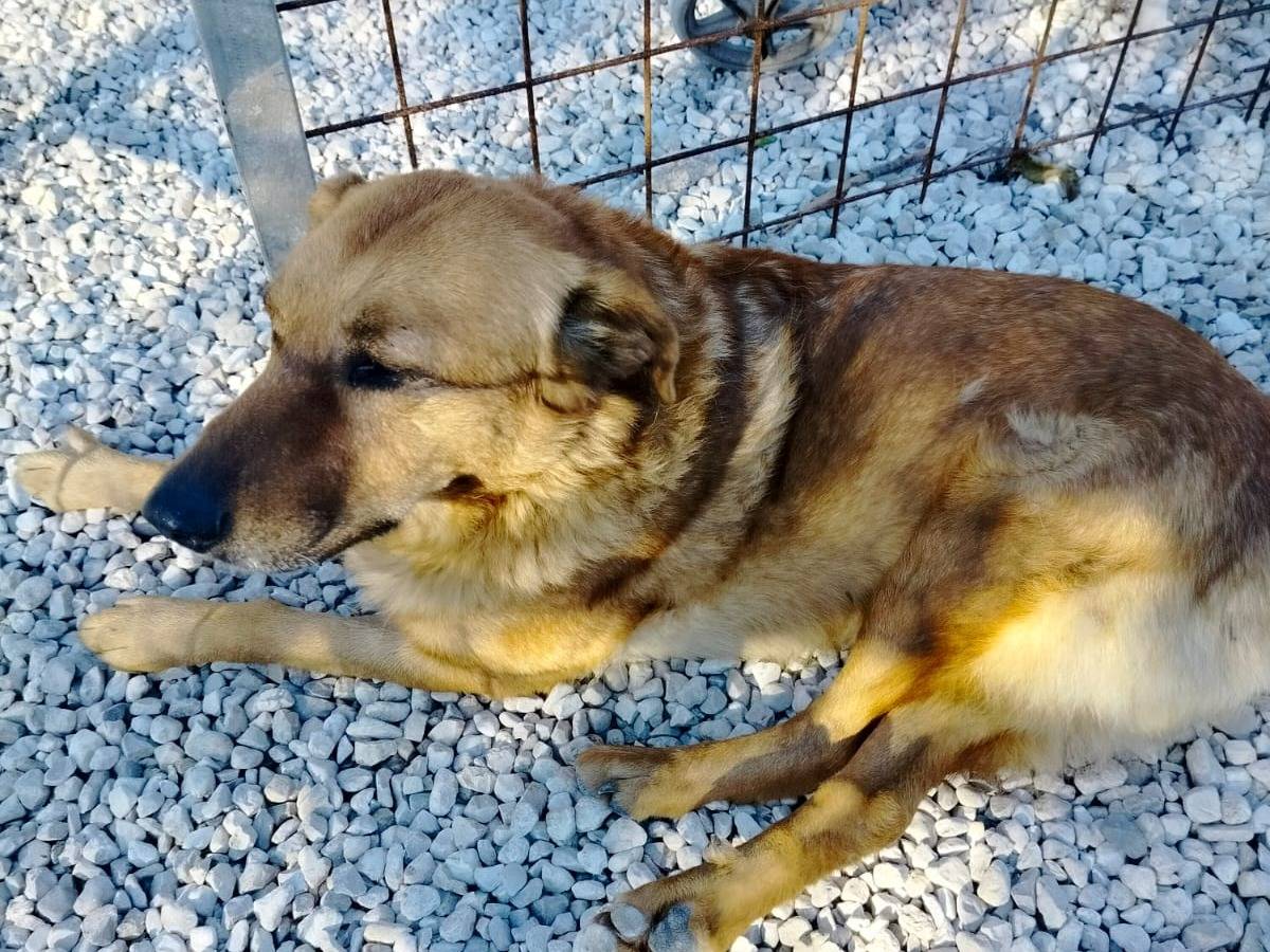 Adotta un cane, taglia media, maschio, Salerno