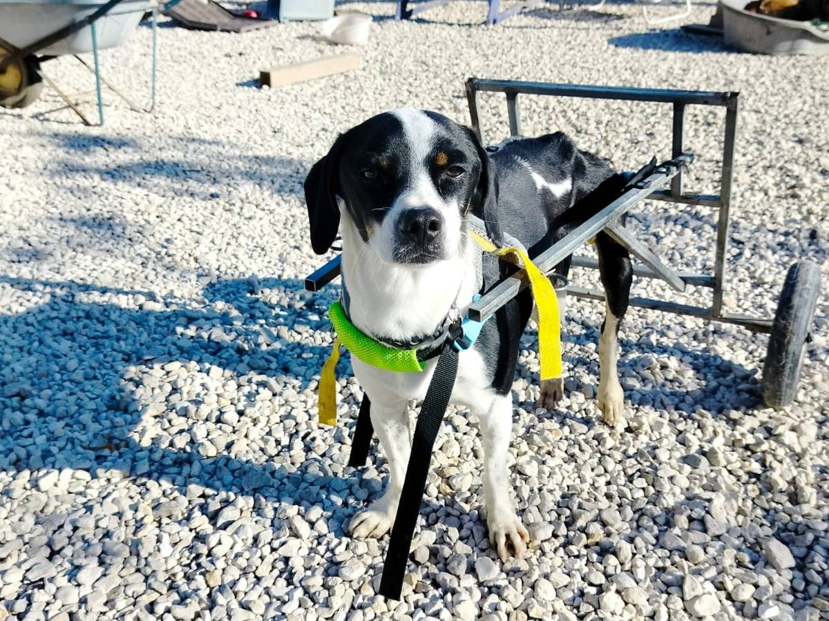 Adotta un cane, maschio, 5 anni  e 5 mesi , Salerno