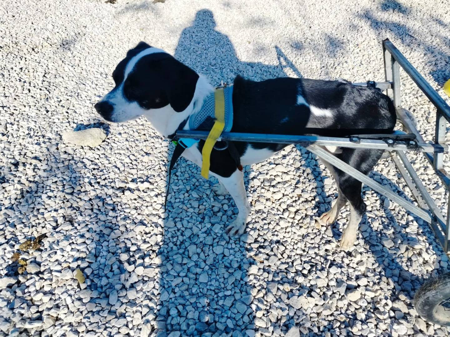 Adotta un cane, taglia media contenuta, maschio, Salerno