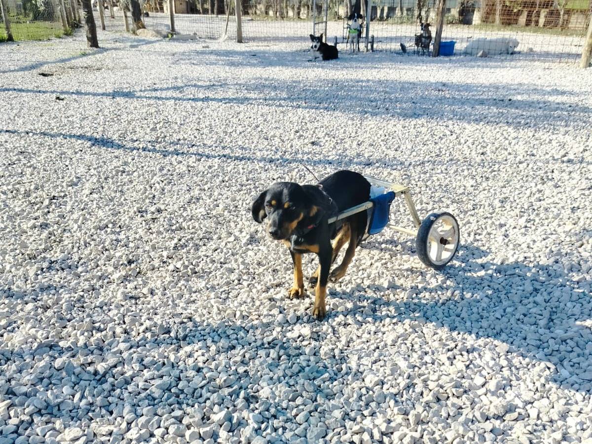 Vuoi adottare un cane a Salerno?