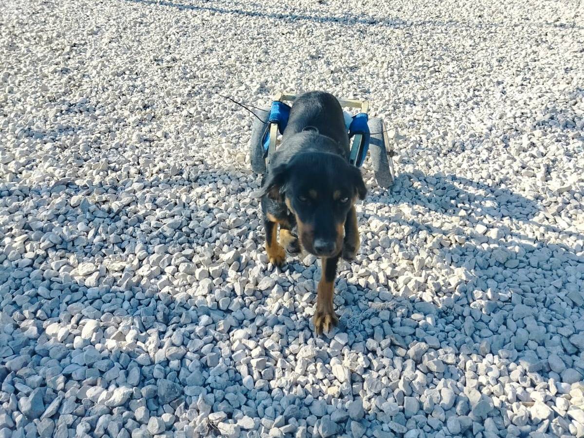 Adotta il cane Martina a Salerno
