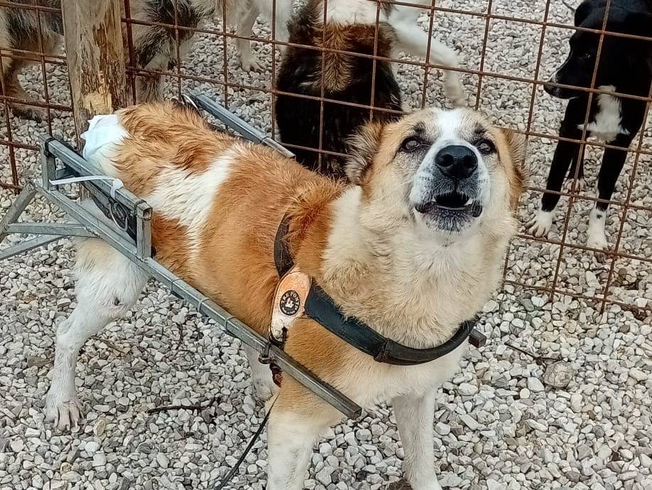 Foto dell'animale