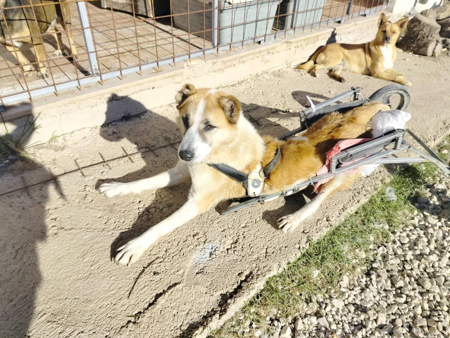 Adotta un cane, maschio, 7 anni  e 6 mesi , Salerno