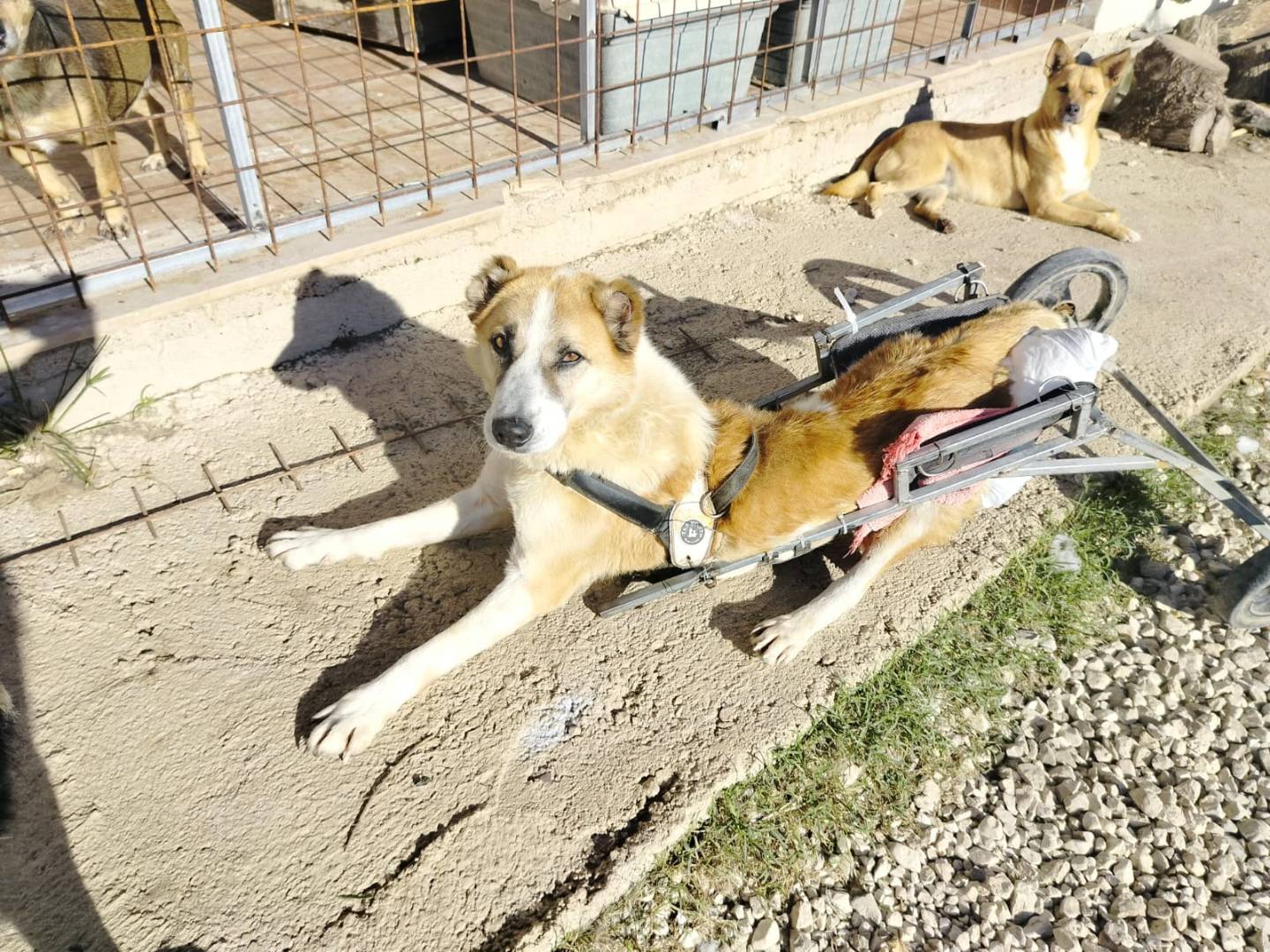 Adotta un cane, taglia grande, maschio, Salerno