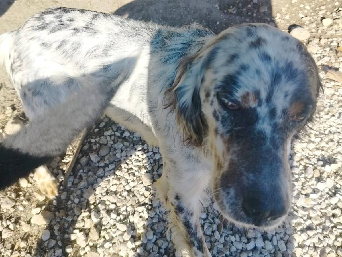 Adotta un cane, maschio, 6 anni  e 10 mesi , Salerno