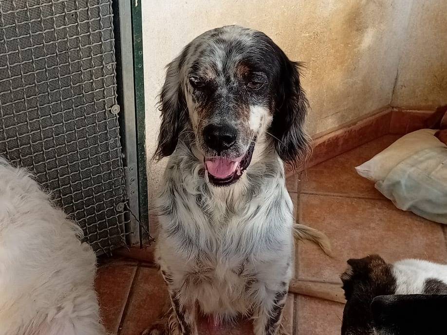 Adotta un cane, taglia media, maschio, Salerno