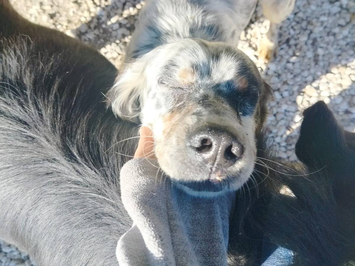 Vuoi adottare un cane a Salerno?