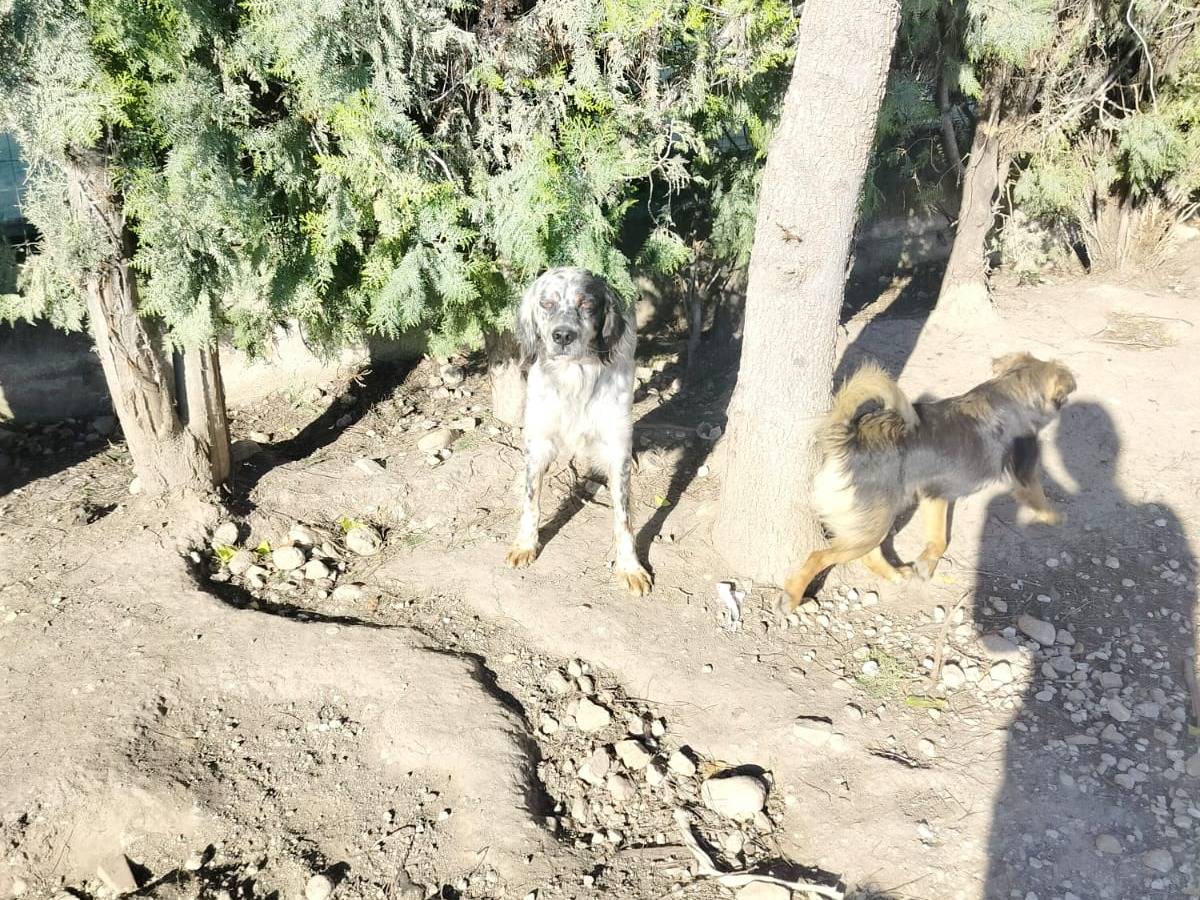 Adotta il cane Roy a Salerno