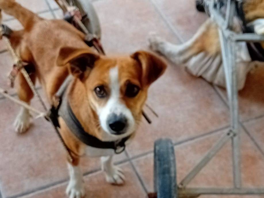 Foto dell'animale