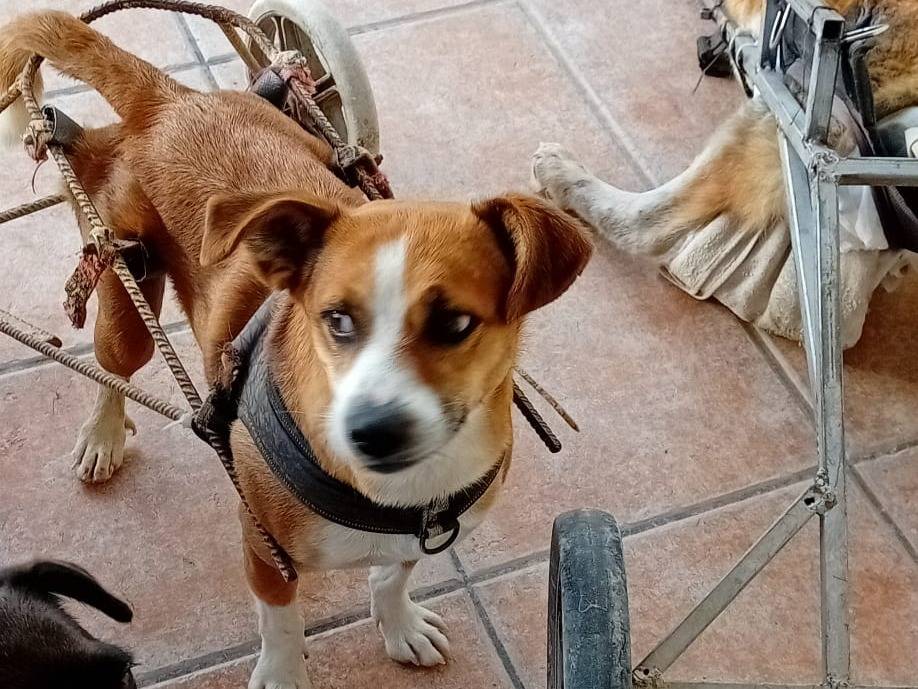 Adotta un cane, femmina, 3 anni  e 11 mesi , Salerno