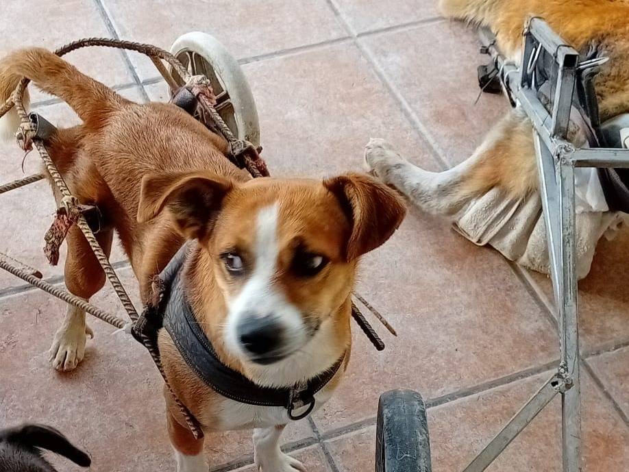 Adotta un cane, taglia piccola, femmina, Salerno