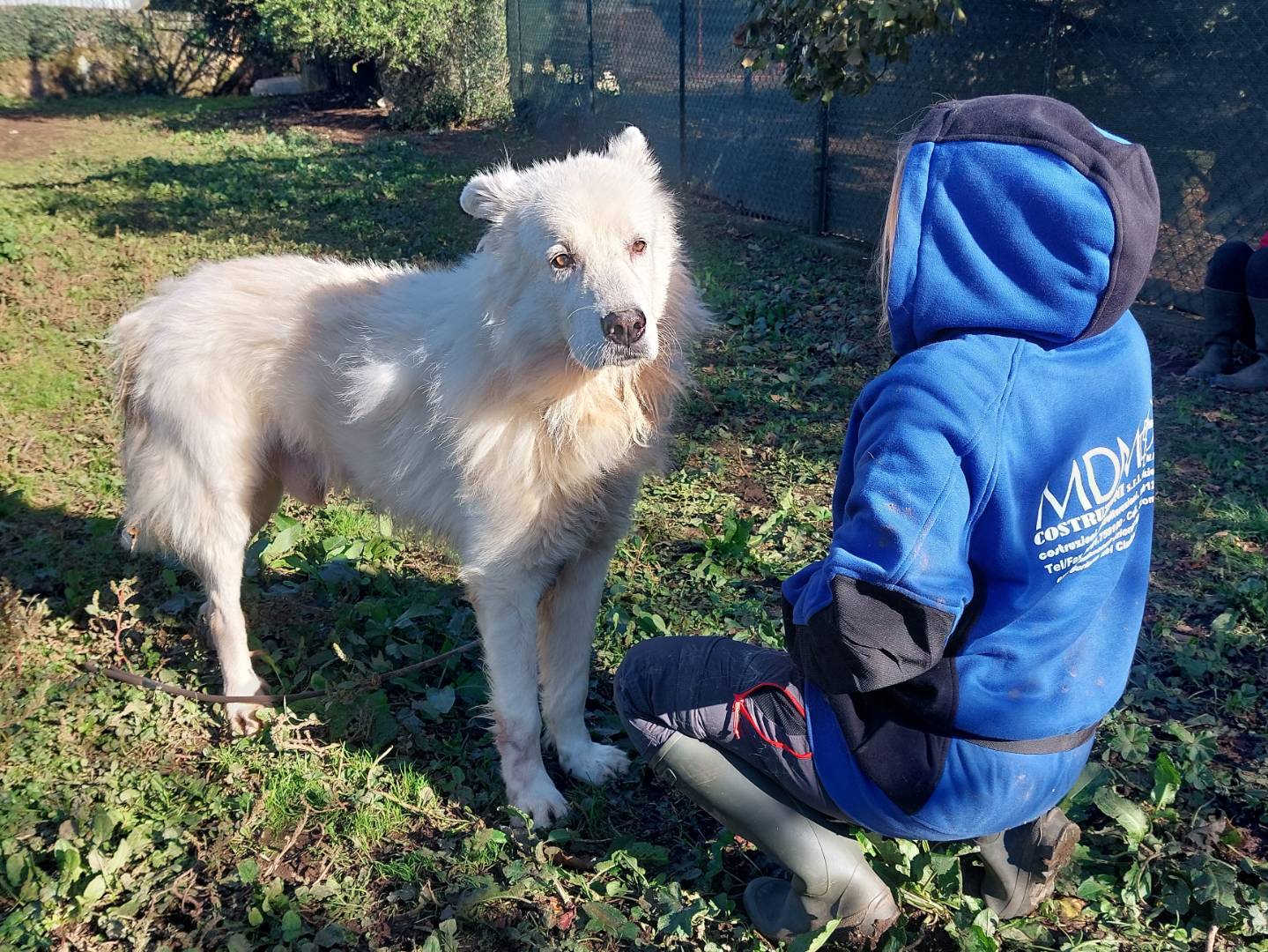 Vuoi adottare un cane a Viterbo?