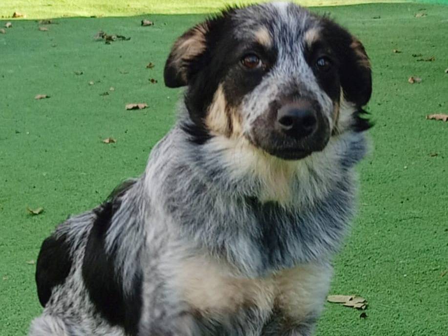 Adozione cane, femmina, meticcio, 2 anni e 11 mesi, taglia media contenuta, Cosenza