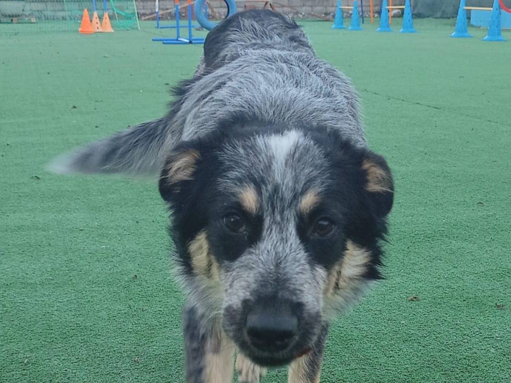 Adotta un cane, femmina, 2 anni e 11 mesi, Cosenza