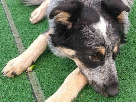 Adotta un cane, taglia media contenuta, femmina, Cosenza