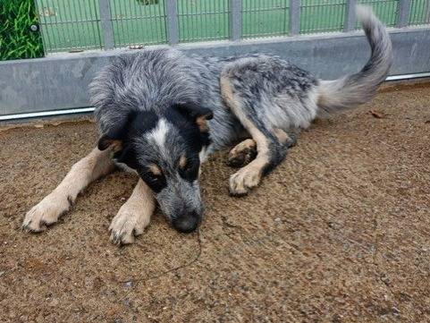 Vuoi adottare un cane a Cosenza?