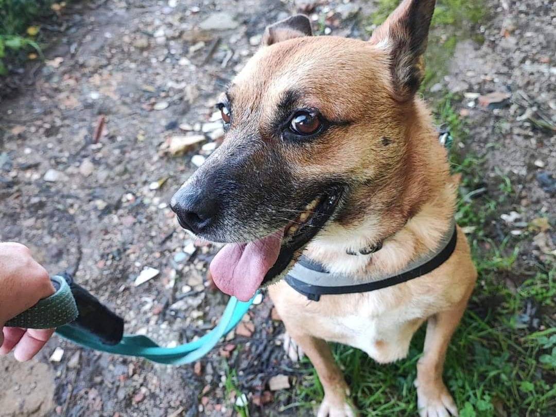 Adotta un cane, taglia media contenuta, femmina, Napoli