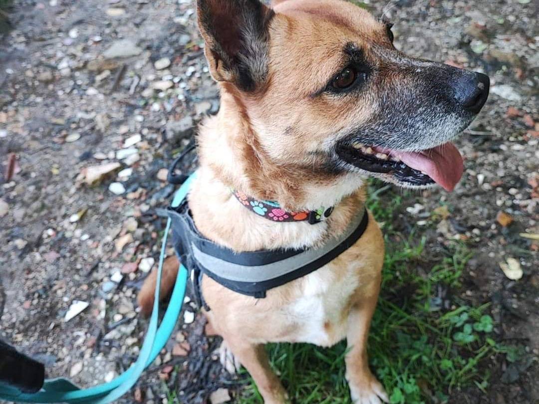 Vuoi adottare un cane a Napoli?