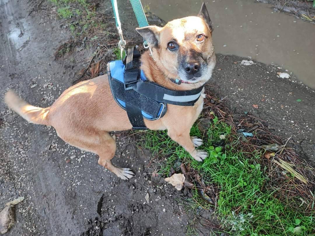 Adotta il cane Puzzetta a Napoli