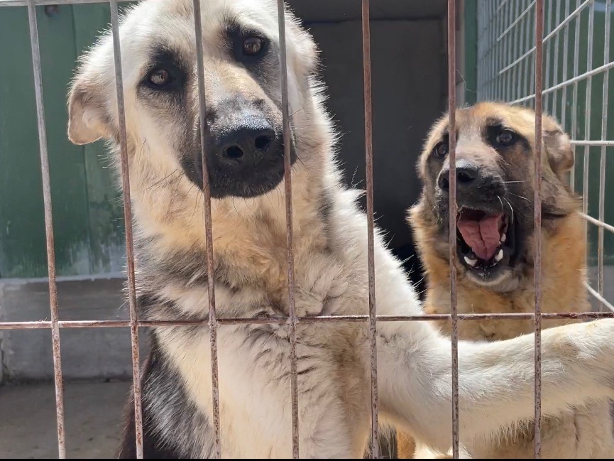 Foto dell'animale