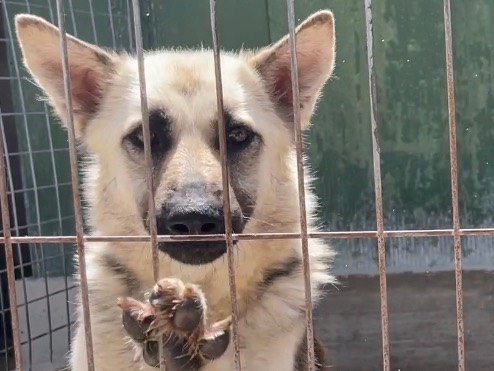 Foto 3 dell'animale