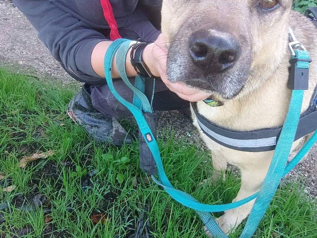 Adotta un cane, maschio, 7 anni  e 3 mesi , Napoli