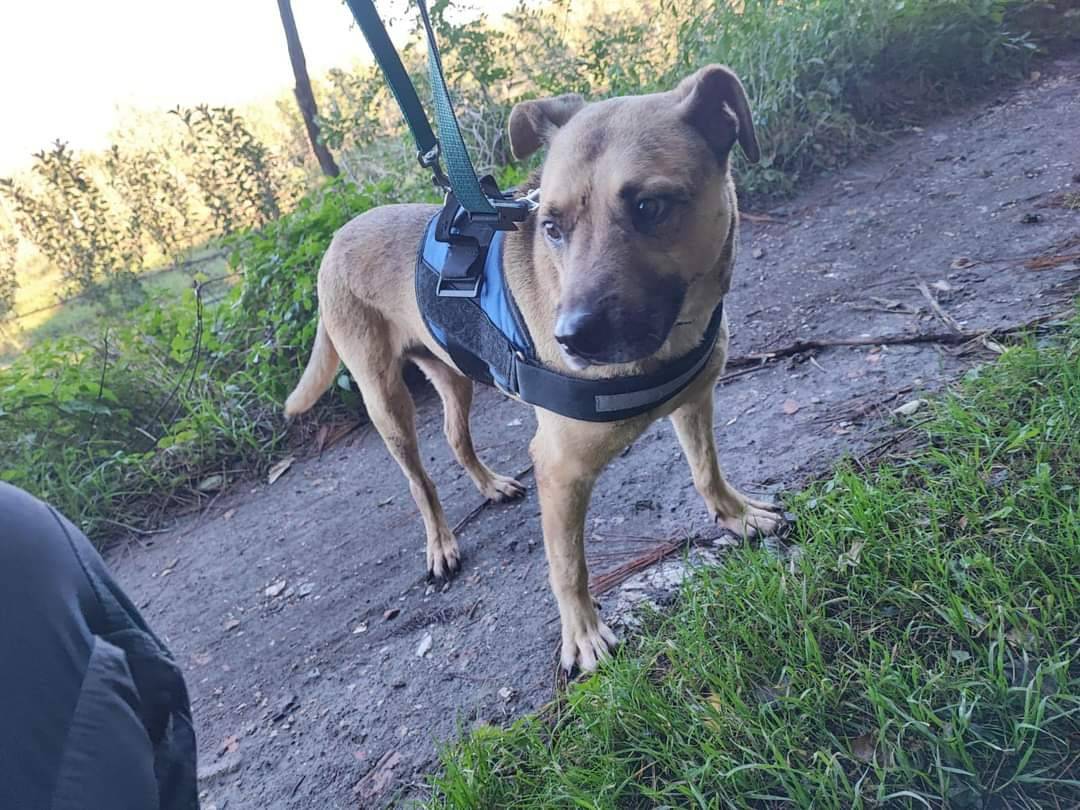Adotta un cane, taglia media, maschio, Napoli