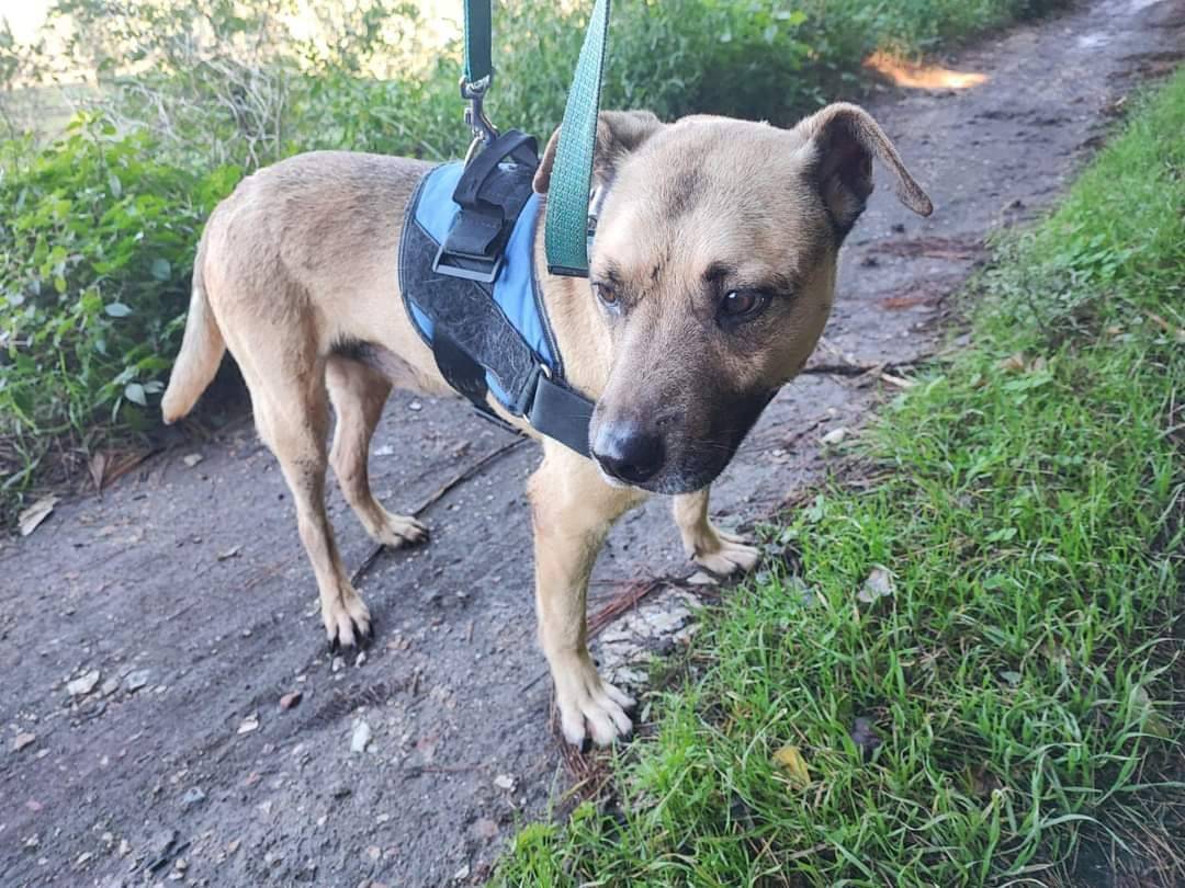 Vuoi adottare un cane a Napoli?