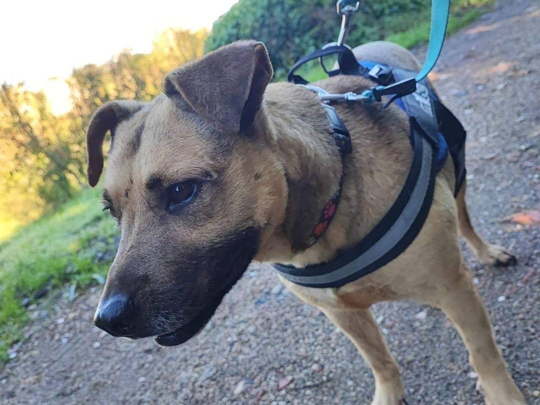 Adotta il cane Bullo a Napoli