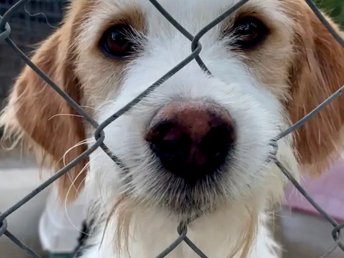 Foto dell'animale
