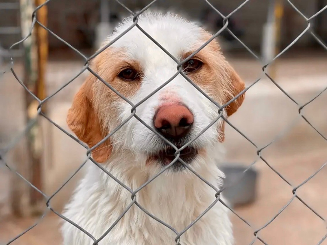 Adotta un cane, femmina, 6 anni  e 1 mese, Salerno