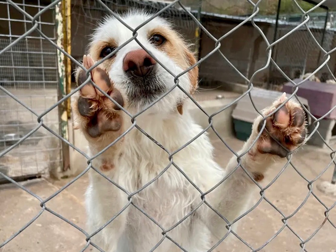 Adotta un cane, taglia media, femmina, Salerno