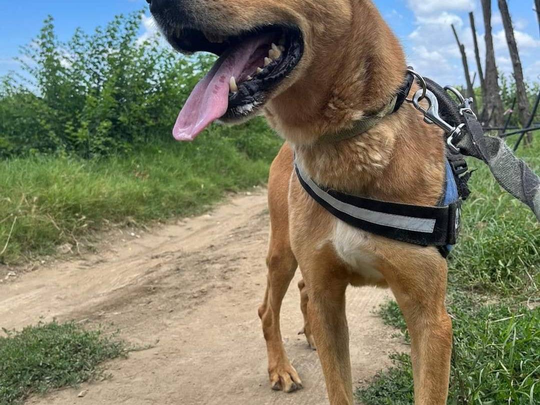 Adotta un cane, maschio, 12 anni  e 1 mese, Napoli