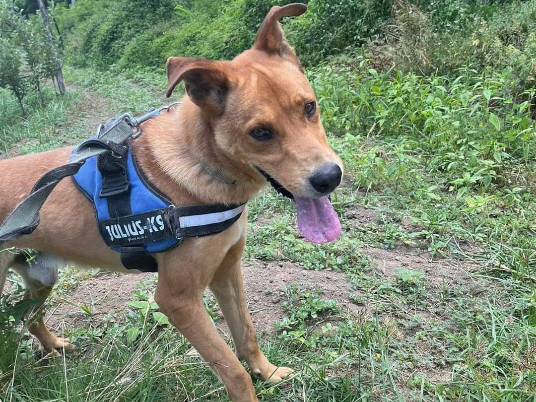 Adotta un cane, taglia grande, maschio, Napoli