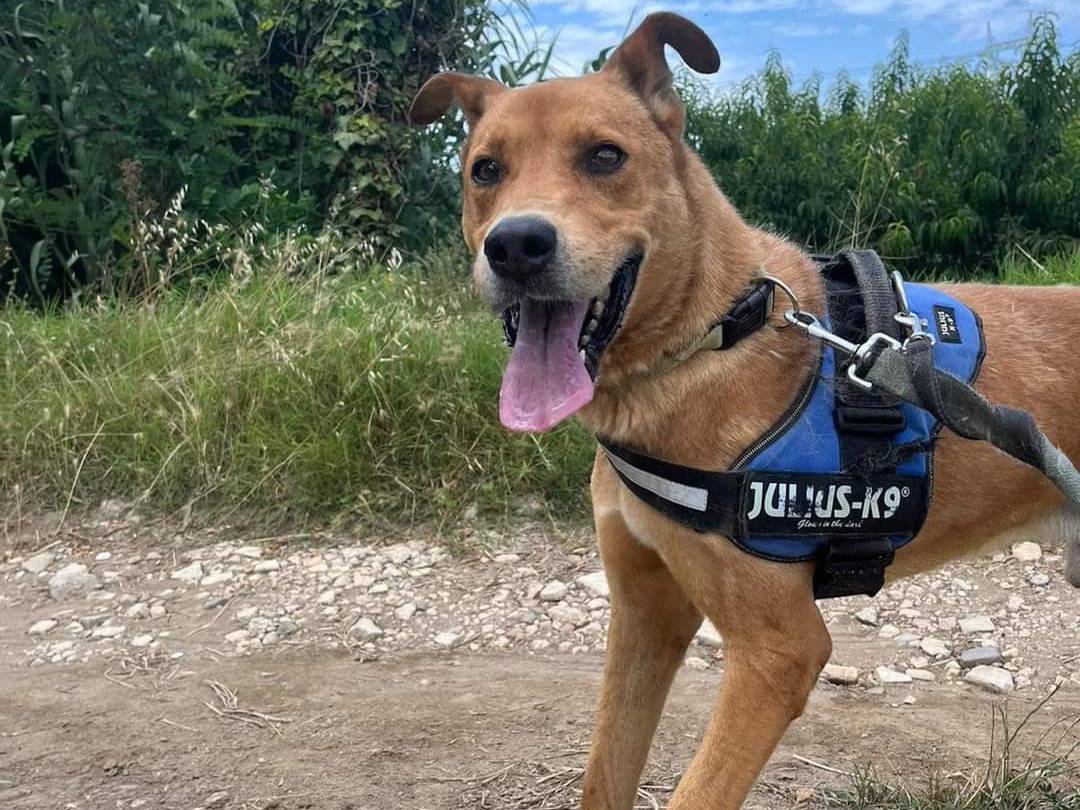 Adotta il cane Lion a Napoli