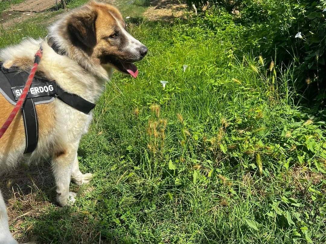 Adotta un cane, maschio, 5 anni  e 2 mesi , Napoli