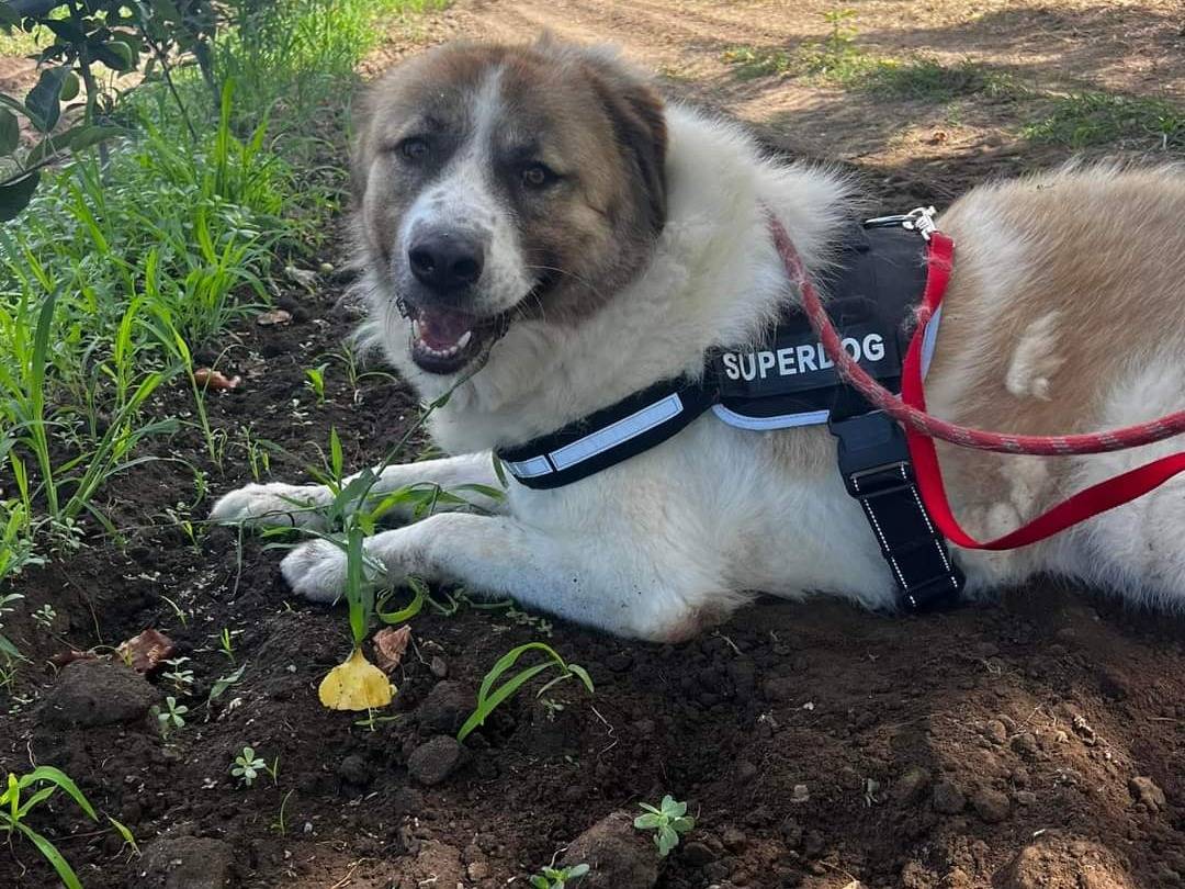 Adotta un cane, taglia gigante, maschio, Napoli